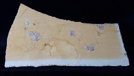 Terebratula sp. MUELLER 1776 - Bild &copy; FossNet FossilienStore